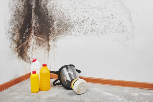 Best Fast Mold Removal  in Kewaskum, WI