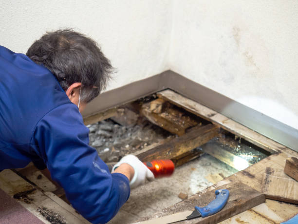 Best Crawl Space Mold Removal  in Kewaskum, WI