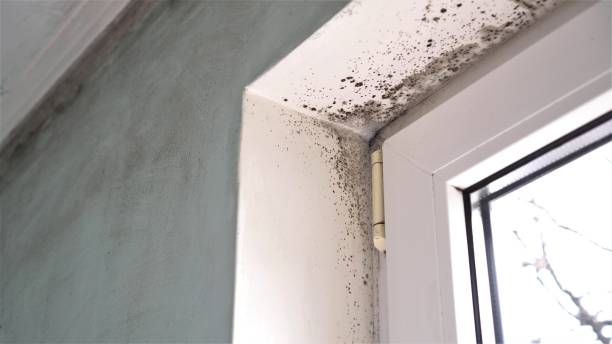 Best Residential Mold Removal  in Kewaskum, WI