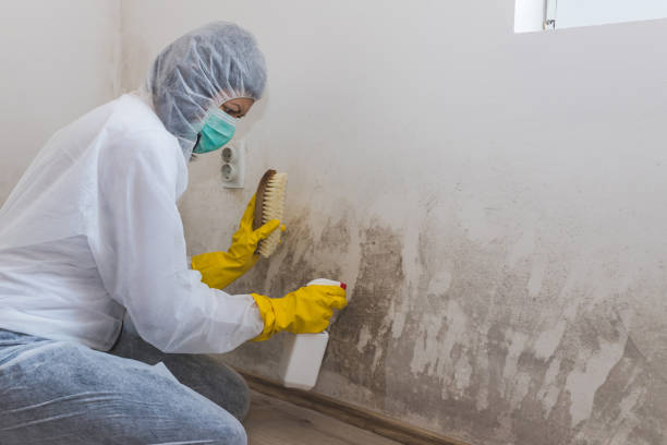 Best Mold Cleaning Services  in Kewaskum, WI