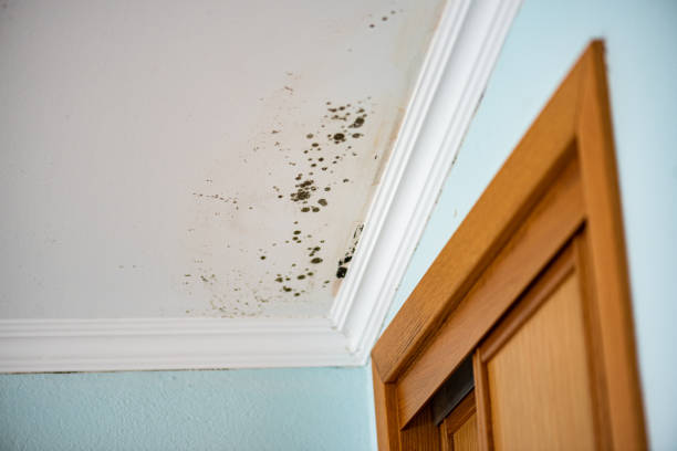 Best Black Mold Removal  in Kewaskum, WI