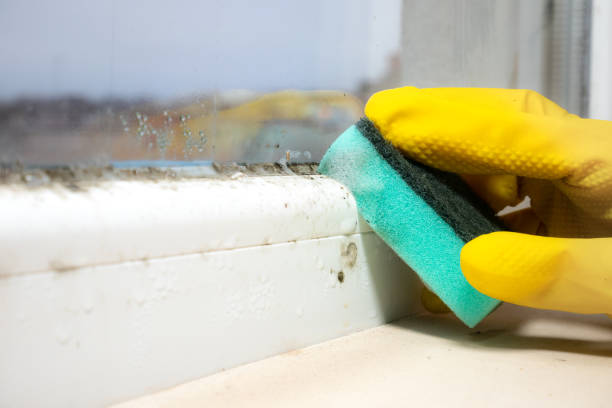 Best Mold Remediation  in Kewaskum, WI