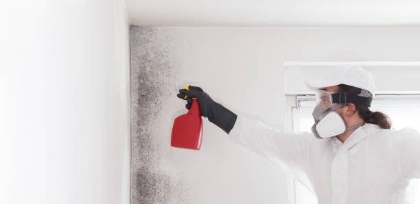 Best Mold Removal Company Near Me  in Kewaskum, WI