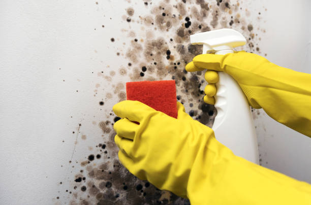 Best Mold Remediation Experts  in Kewaskum, WI