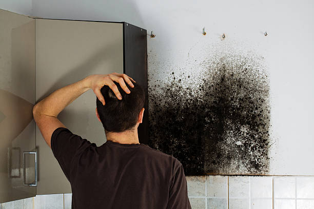 Best Commercial Mold Removal  in Kewaskum, WI