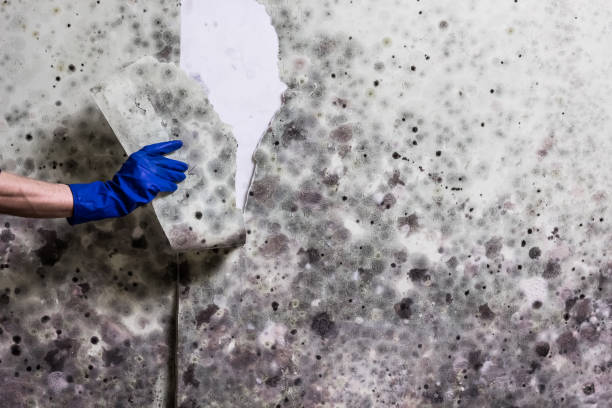 Best Emergency Mold Removal  in Kewaskum, WI