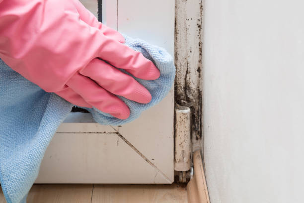 Best Professional Mold Removal  in Kewaskum, WI